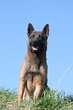 MALINOIS 1057